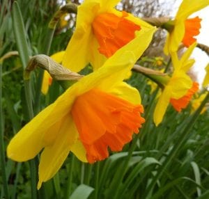 daffodil blindness, fortune, daffodil, flower bulb