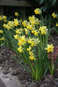 daffodil, daffodils, Narcissus, yellow flowers