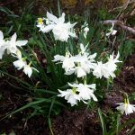 white daffodil, silver chimes