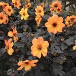 garden dahlia, single orange flower
