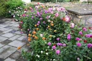 How to get late summer colour in the garden, dahlia