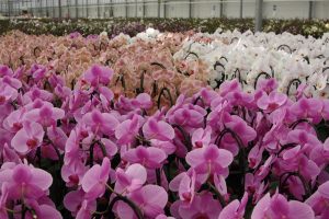 Moth orchids, Phalaenopsis, orchid