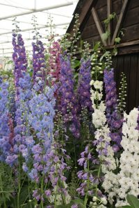 delphinium, tall flowers, plants that reach for the skies