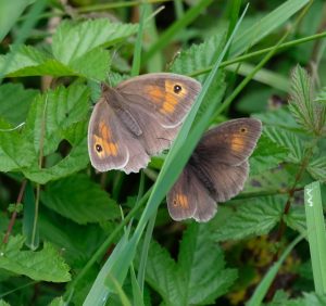 Meadow brown butterflies, garden butterflies