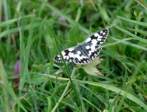 butterfly on cowslip in grass