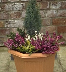 Heathers in a pot with a conifer