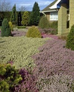 flowering heathers with conifer trees