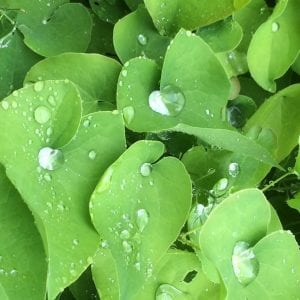water droplets on Epimedium leaves