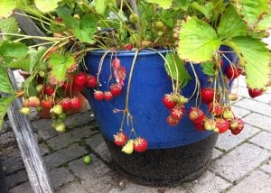 strawberries in a blue pot