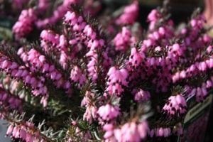 Pink Erica flowers, winter flowering heathers