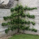 espalier trained pear tree on a wall