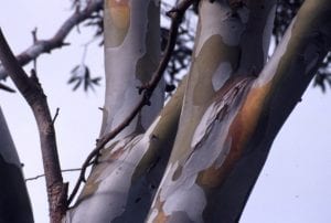 Eucalyptus tree bark