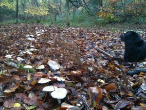 Toadstools, fallen leaves, dog, woodland