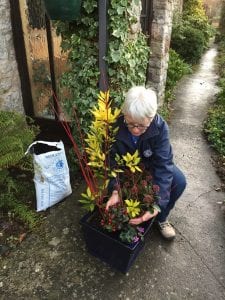 Felicity Down, garden pot plant, 