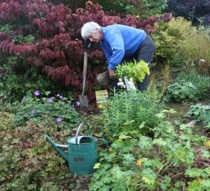 Autumn planting is best, lady planting, gardening