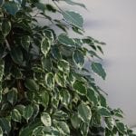 Indoor rubber plants, weeping figs. ficus