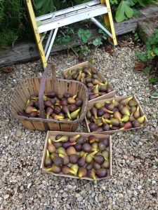 figs in baskets and trays