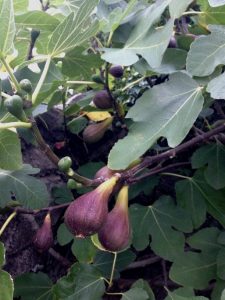 How to grow figs, ripening figs