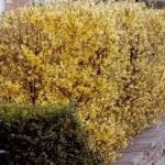 Forsythia, yellow hedge