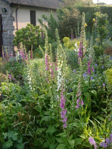 foxgloves, sunspurge, summer garden