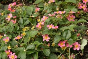 a pink flowered strawberry plant
