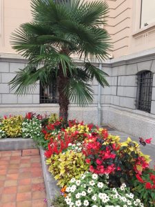 Zinnia, palm tree, Coleus, Dahlia, flowers