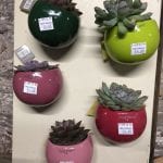 fashionable succulent plants, fridge magnet plants