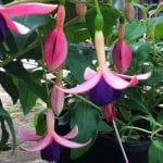 Fuchsia that are hardy, Chillerton Beauty