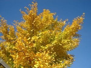 Ginkgo, Maidenhair, tree, trees for autumn colour, garden