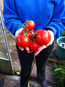 tomatoes in someone's hands