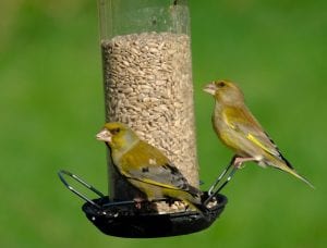 A pair of greenfinch on a sunflower seed filled bird feeder