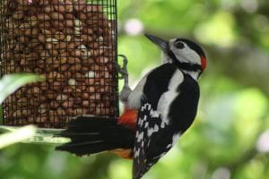 greater spotted woodpecker, peanut bird feeder