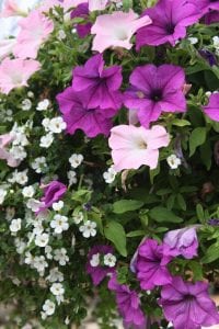 petunia and bacopa flowers, plant up your pots for summer