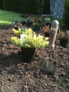 a yellow heather plant and a trowel