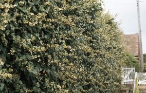 Canary Island ivy covering a wall,