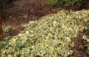 ground covering Hedera,