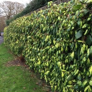 an ivy covered wall
