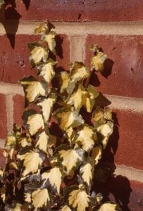 Ivy on a brick wall, Goldheart ivy, Hedera,