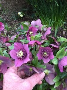 A hand holds the flowers of hellebores up