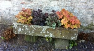 an old stone trough filled with colourful heuchera plants