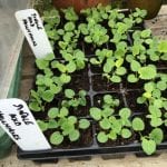 Hollyhock seedlings, modular growing