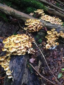 Honey fungus toadstools, fungi
