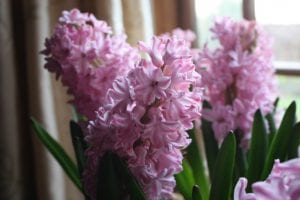 how to grow bulbs for Christmas, hyacinths