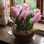 Lady Derby hyacinth flower bulbs