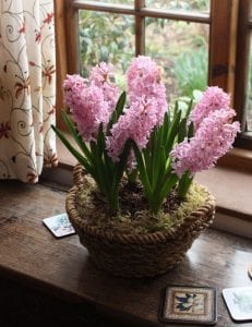 pink hyacinths in a basket