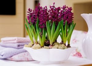 Hyacinth Flowers in a bowl