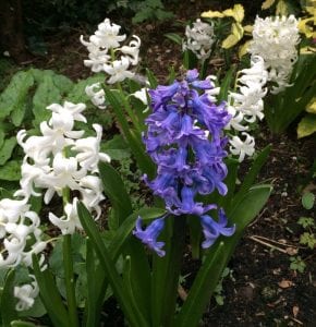 tips on how to force hyacinths