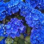 Blue Hydrangea mophead, hydrangea bushes