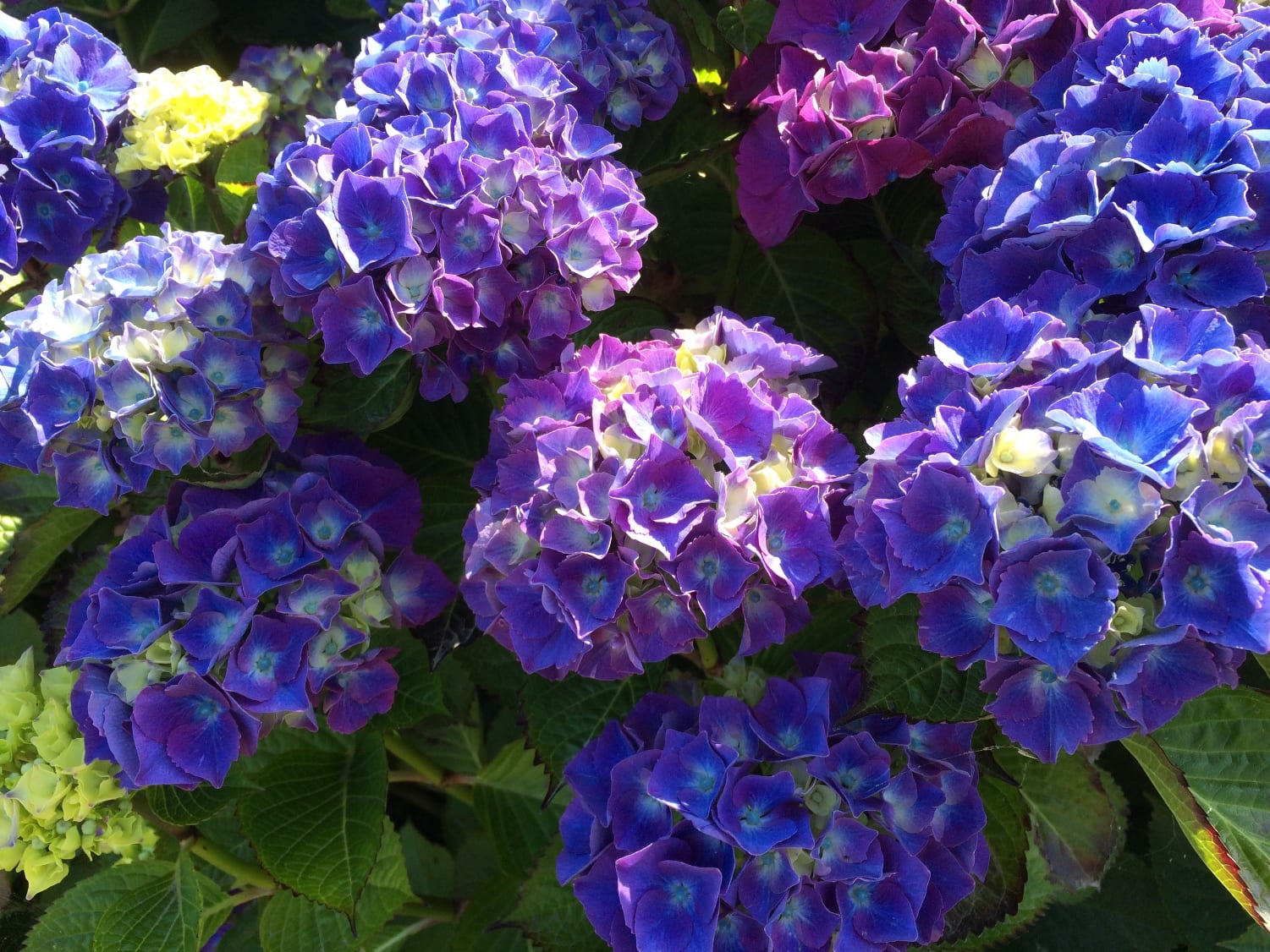 Learn how to grow Hydrangea bushes - Down to Earth