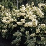 Hydrangea quercifolia Harmony, Hydrangea bushes 